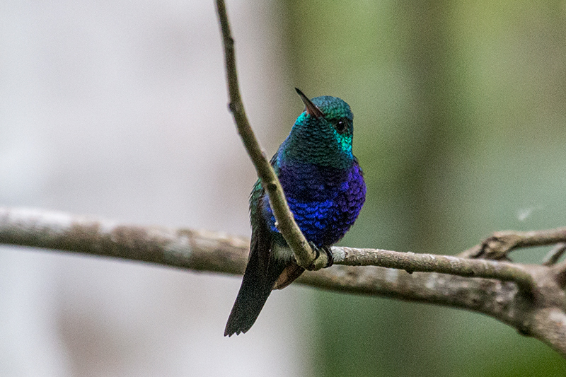 Violet-bellied Hummingbird, Rainforest Discovery Center, Panama