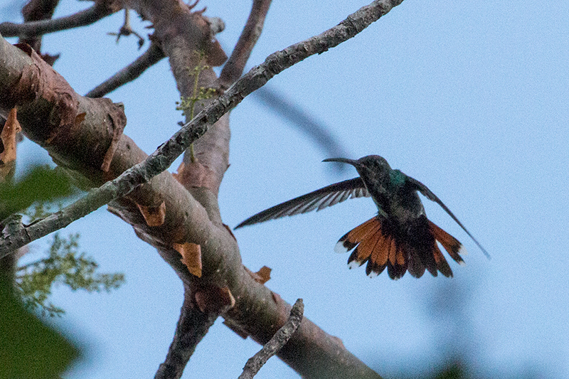 Veraguan Mango, Anton Dry Forest, Panama