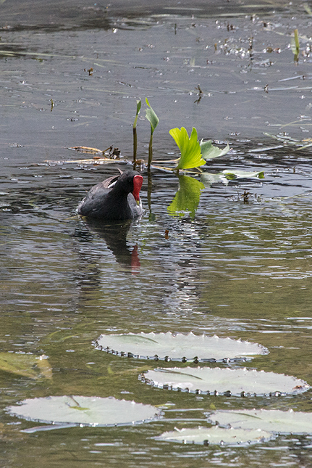 Wattled Jacana, Gamboa Rainforest Resort Marina, Panama by Richard L. Becker