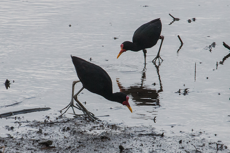 Wattled Jacana, Gamboa Rainforest Resort Marina, Panama by Richard L. Becker