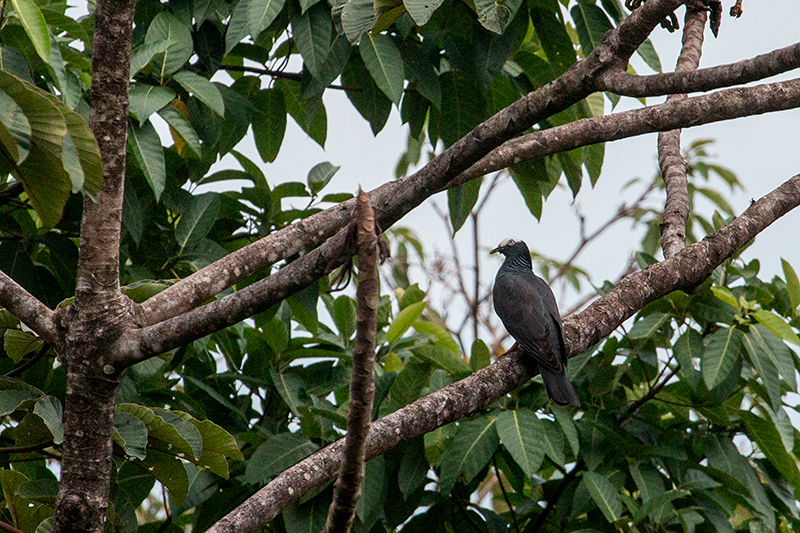 White-crowned Pigeon, Tranquilo Bay Lodge, Bastimentos Island, Panama