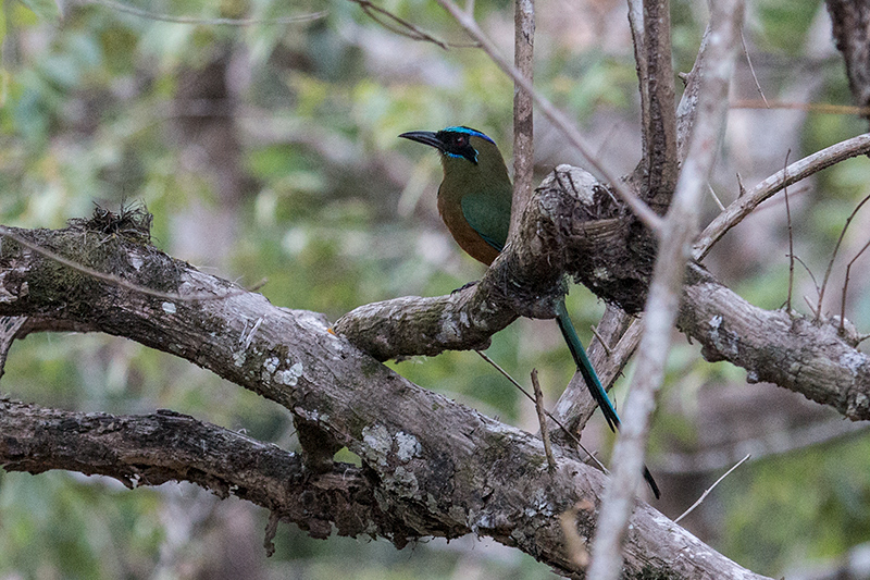 Whooping Motmot, Gamboa, Panama