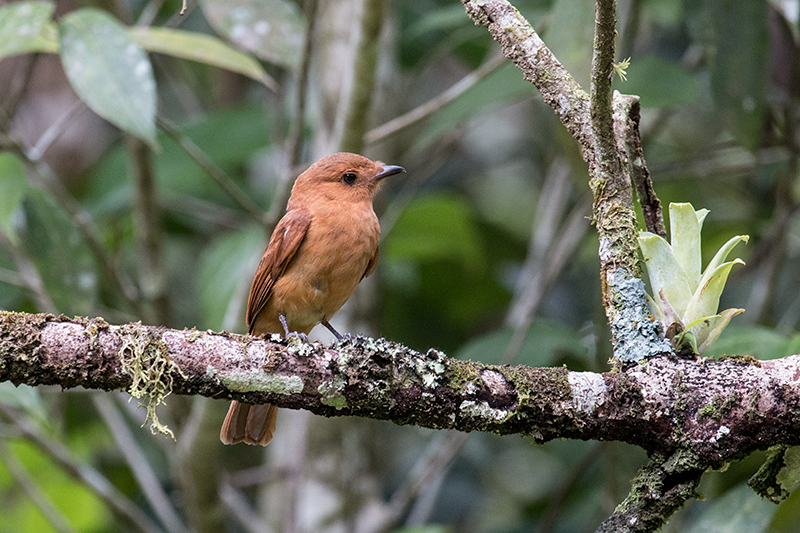 Female White-lined Tanager, The Harrisons' Feeders, Cerro Azul, Panama by Richard L. Becker