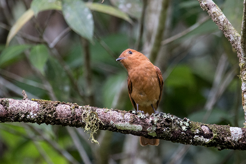 Female White-lined Tanager, The Harrisons' Feeders, Cerro Azul, Panama by Richard L. Becker