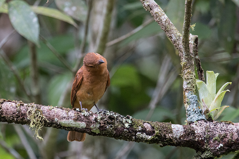 Female White-lined Tanager, The Harrisons' Feeders, Cerro Azul, Panama by Richard L. Becker