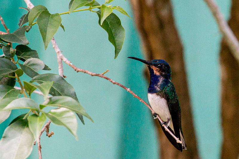 White-necked Jacobin, Canopy Tower, Panama