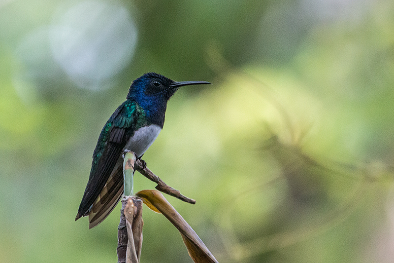 White-necked Jacobin, Rainforest Discovery Center, Panama