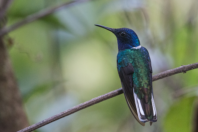 White-necked Jacobin, Rainforest Discovery Center, Panama