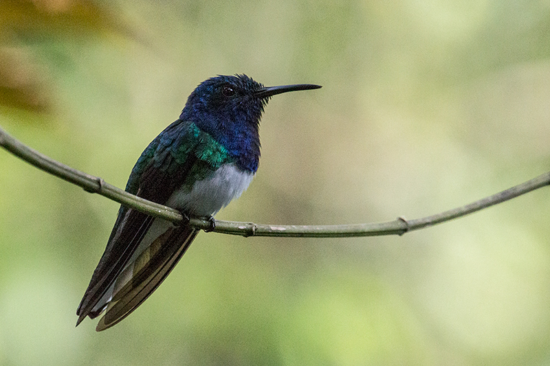 White-necked Jacobin, Rainforest Discovery Center, Panama