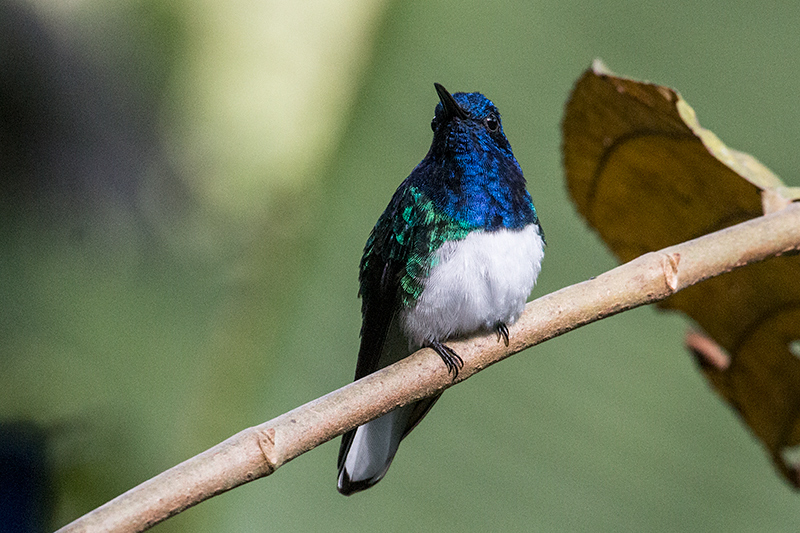 White-necked Jacobin, Rainforest Discovery Center, Panama