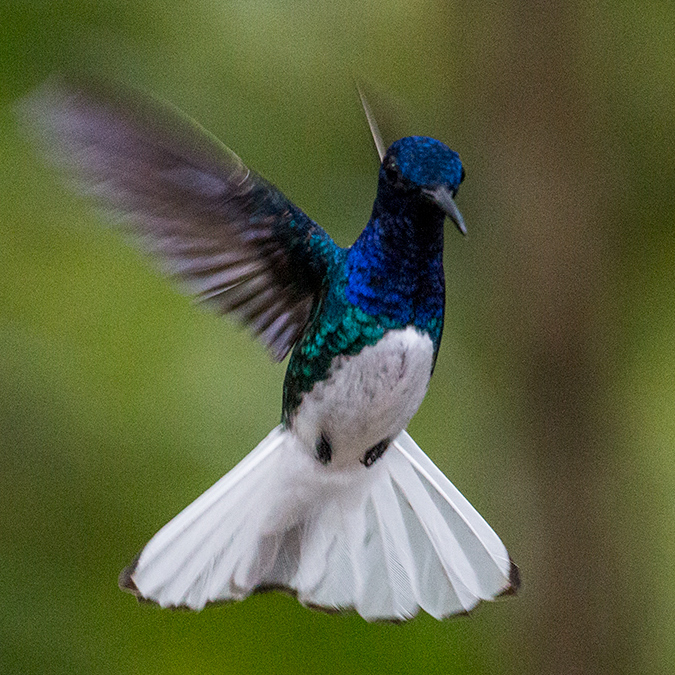 White-necked Jacobin, The Harrisons' Feeders, Cerro Azul, Panama