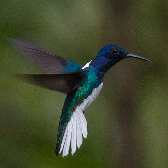 White-necked Jacobin, The Harrisons' Feeders, Cerro Azul, Panama