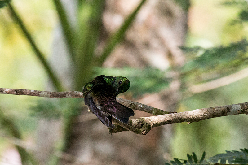 White-vented Plumeleteer, Canopy Tower, Panama