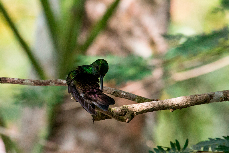 White-vented Plumeleteer, Canopy Tower, Panama