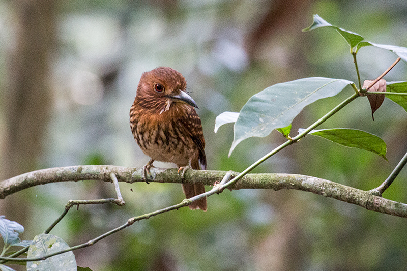 White-whiskered Puffbird, Semaphore Hill Road, Panama