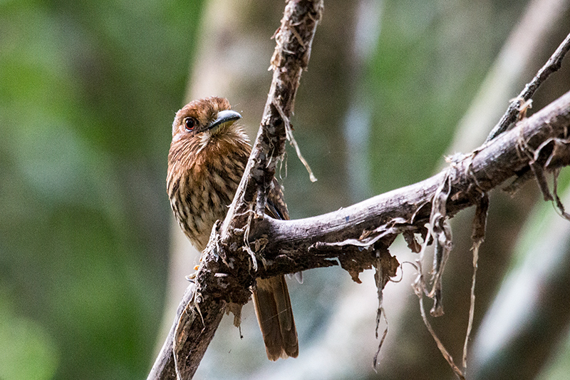 White-whiskered Puffbird, Semaphore Hill Road, Panama