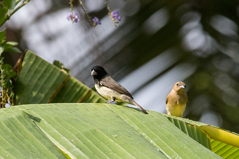 Male and Female Yellow-bellied Seedeater, Gamboa, Panama