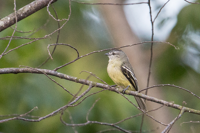 Yellow-crowned Tyrannulet, Gamboa Ammo Dump, Panama