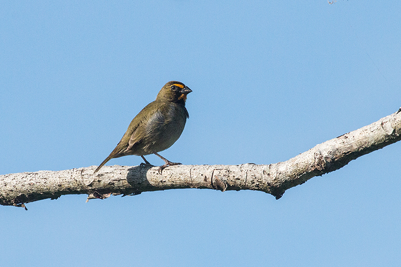 Yellow-faced Grassquit, Chiriqu Grande, Bocas del Toro, Panama