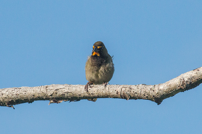 Yellow-faced Grassquit, Chiriqu Grande, Bocas del Toro, Panama