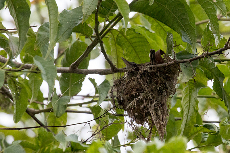 Nesting Yellow-green Vireo, Cariguana, Panama