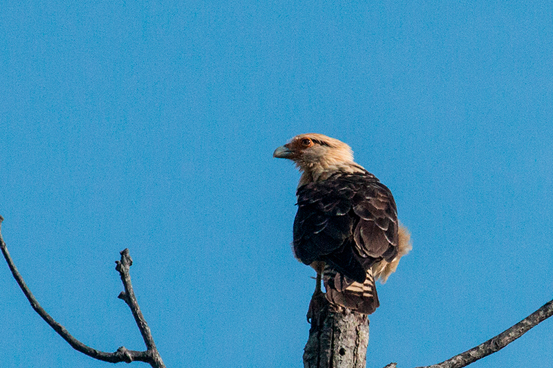 Yellow-headed Caracara, Chiriqu Grande, Bocas del Toro, Panama