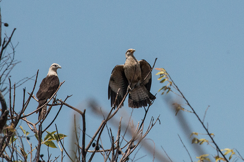 Yellow-headed Caracara, Anton Dry Forest, Panama