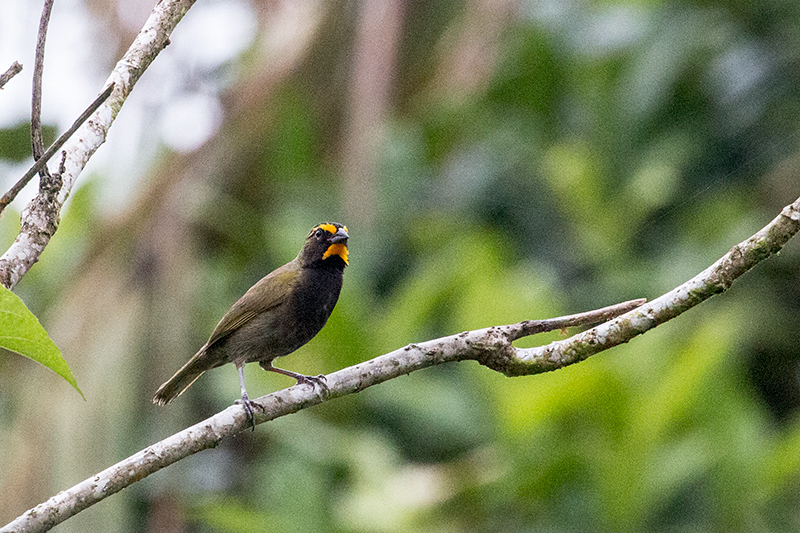 Yellow-faced Grassquit, La Mesa, Panama