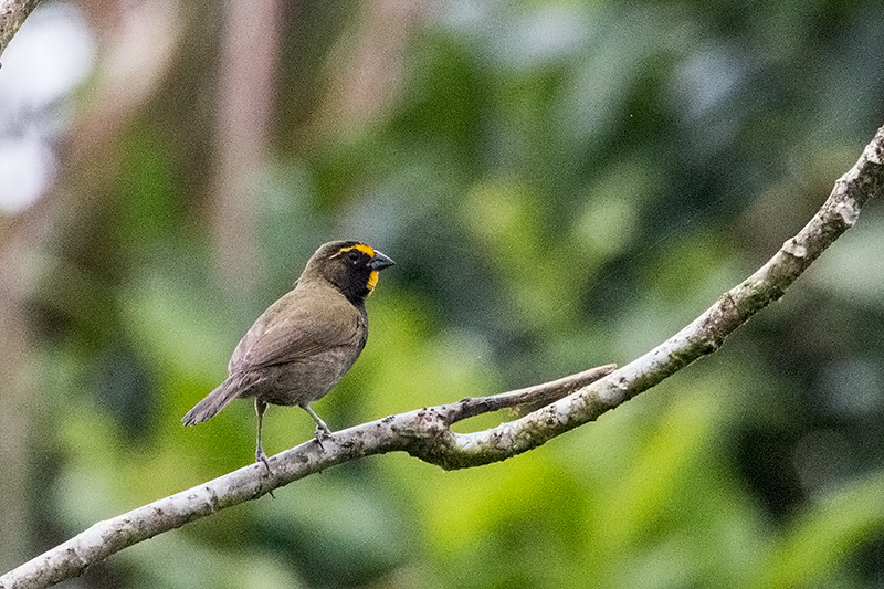 Yellow-faced Grassquit, La Mesa, Panama