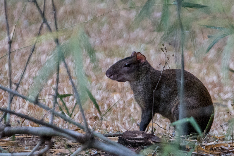 Agouti, Parque Municipal Summit, Panama by Richard L. Becker