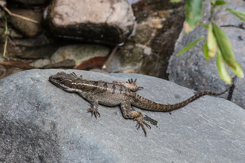 Basilisk Lizard, Canopy Lodge, Panama by Richard L. Becker