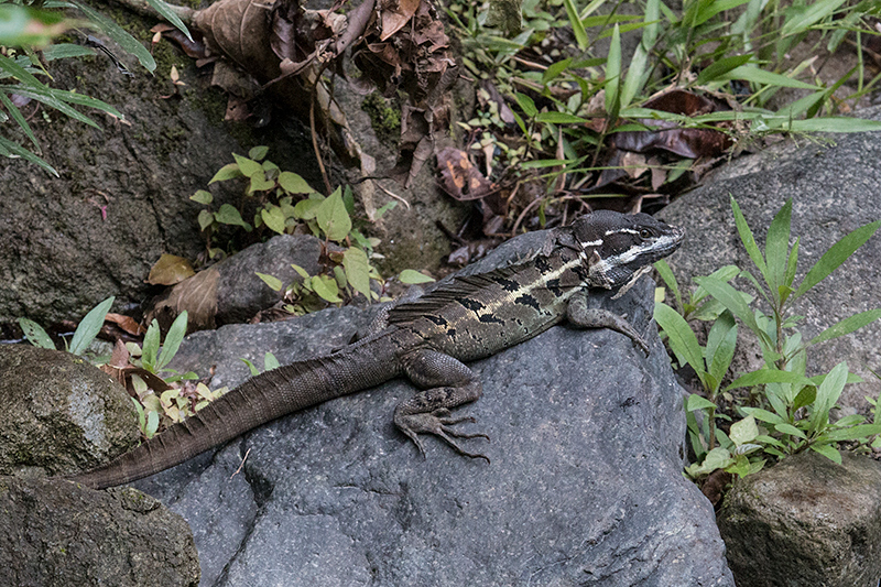 Basilisk Lizard, Canopy Lodge, Panama by Richard L. Becker