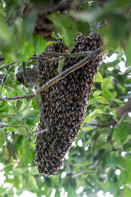 Bee Swarm, Chiriqu Grande, Bocas del Toro, Panama