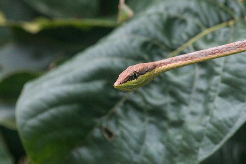 Brown Vine Snake, Tranquilo Bay Lodge, Bastimentos Island, Panama