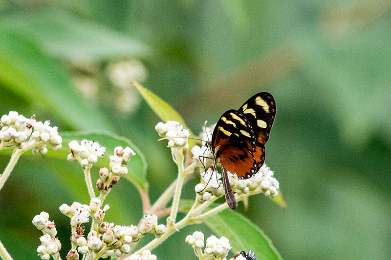 Butterfly, Punta Robalo, Chiriqu Grande, Bocas del Toro, Panama