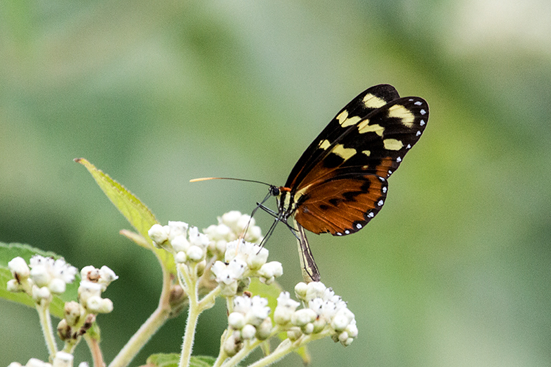 Butterfly, Punta Robalo, Chiriqu Grande, Bocas del Toro, Panama