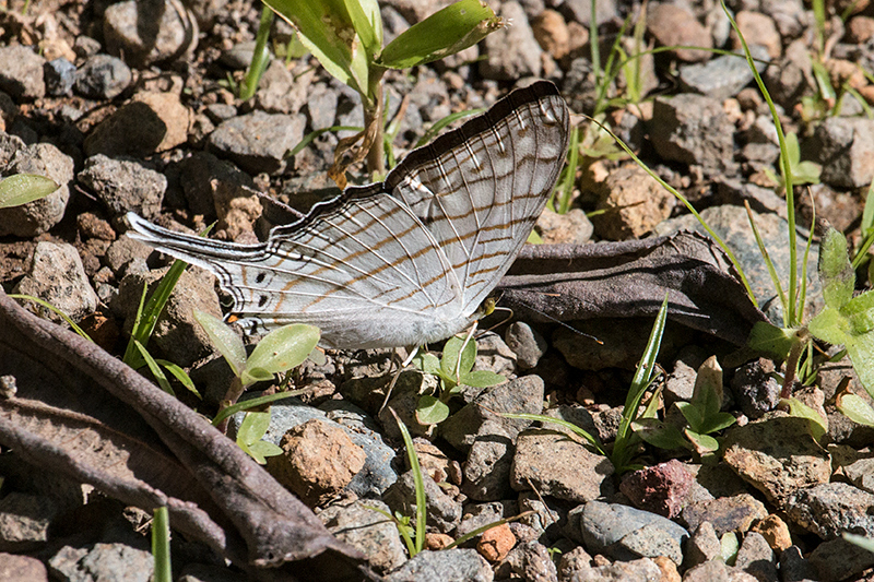 Butterfly, Chiriqu Grande, Bocas del Toro, Panama