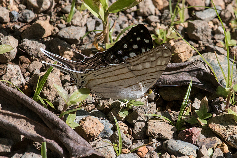 Butterfly, Chiriqu Grande, Bocas del Toro, Panama