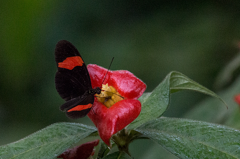 Butterflies, Gamboa Rainforest Resort, Panama by Richard L. Becker