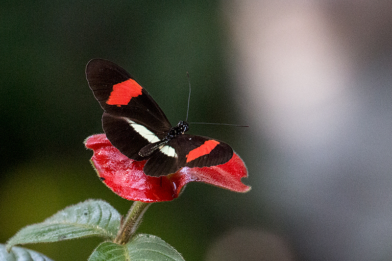 Butterflies, Gamboa Rainforest Resort, Panama by Richard L. Becker