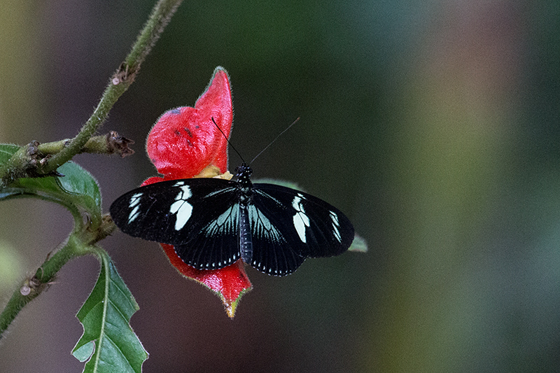 Butterflies, Gamboa Rainforest Resort, Panama by Richard L. Becker