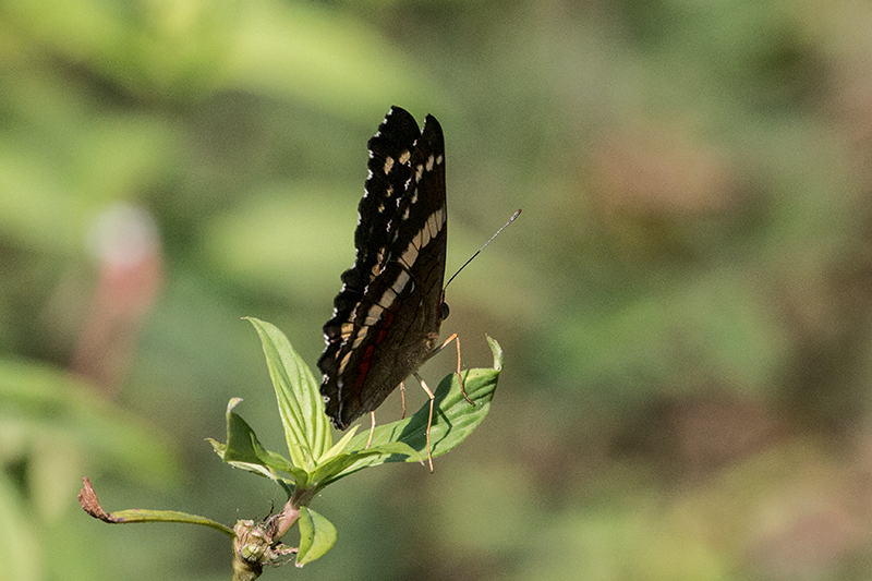 Butterfly, Cerro Gaital Natural Monument, Panama