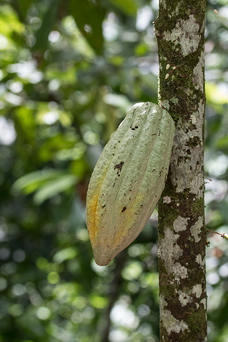 Cacao Pods, Green Acres Cocoa Plantation, Panama