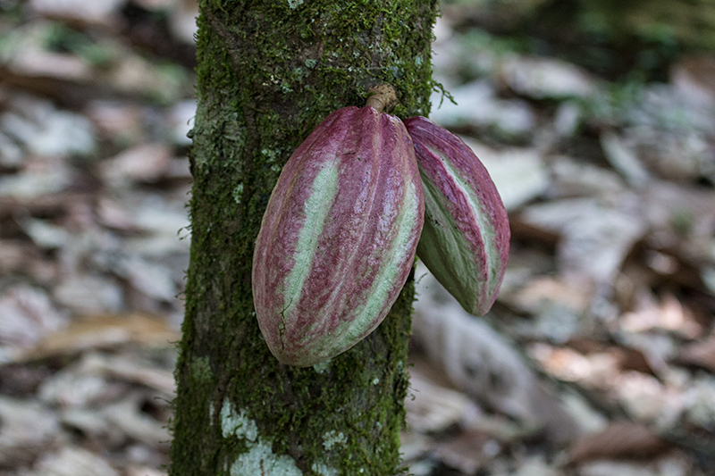 Cacao Pods, Green Acres Cocoa Plantation, Panama