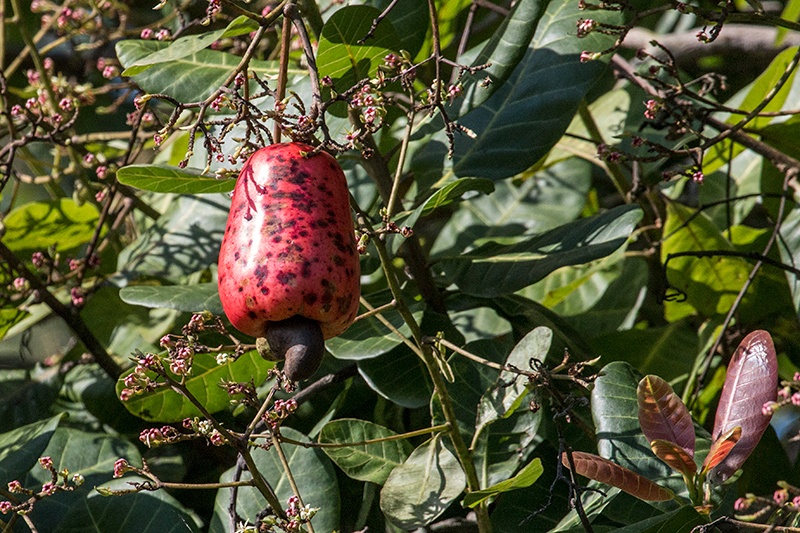 Cashew, Chiriqu Grande, Bocas del Toro, Panama