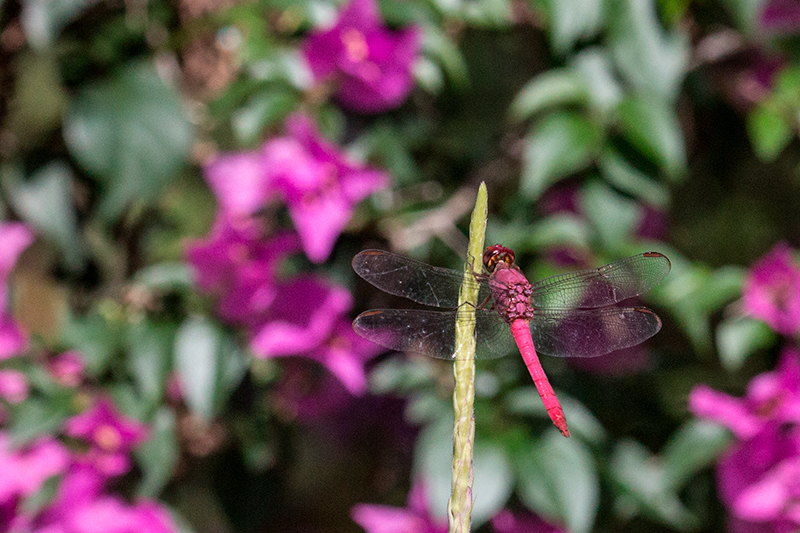 Magenta Dragonfly, Canopy Tower, Panama