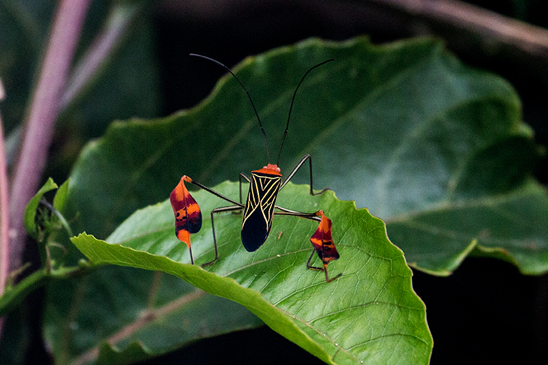 Flag-footed Bug, Tranquilo Bay Lodge, Bastimentos Island, Panama