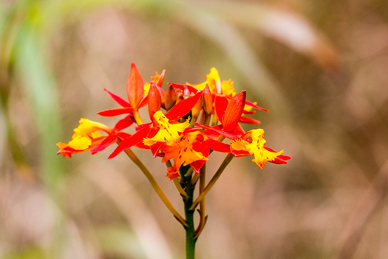 Orange Flower, Continental Divide, Bocas del Toro, Panama