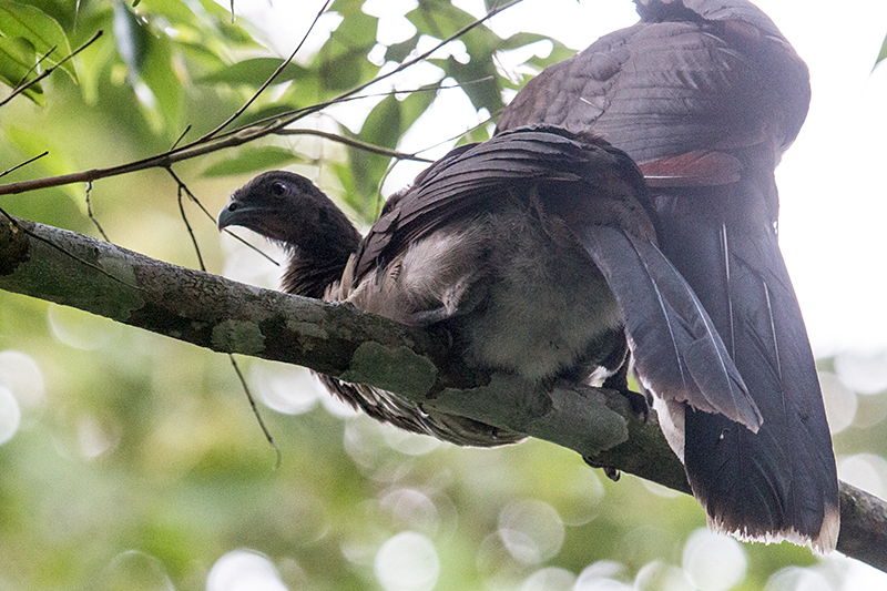 Gray-headed Chachalaca, Canopy Lodge, Panama