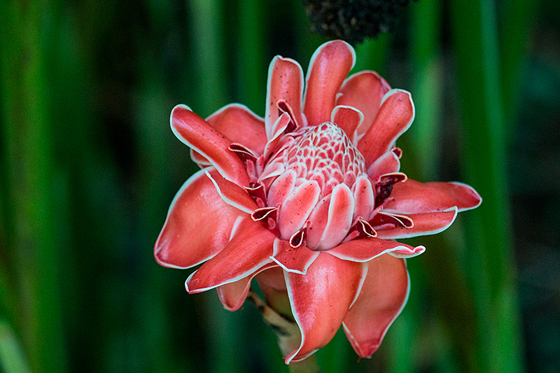 Torch Ginger, Tranquilo Bay Lodge, Bastimentos Island, Panama by Richard L. Becker